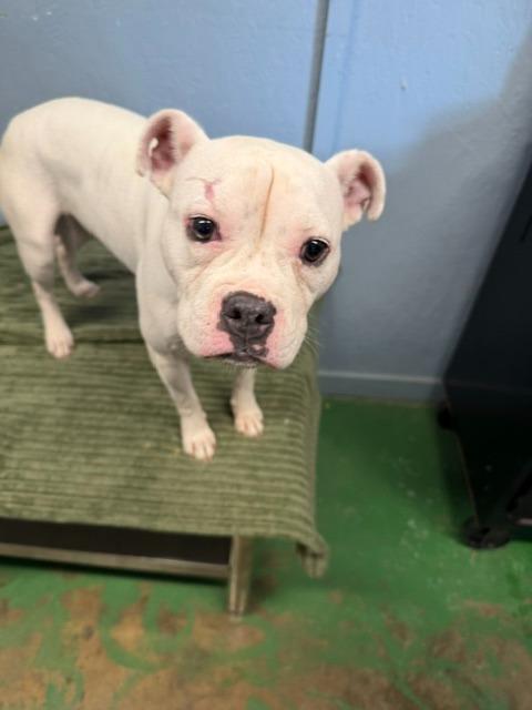 Enlarge Purity 26, a Adoptable mixed breed in Brookhaven, MS image 4/6