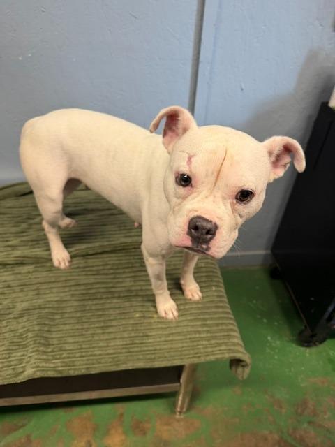 Enlarge Purity 26, a Adoptable mixed breed in Brookhaven, MS image 5/6