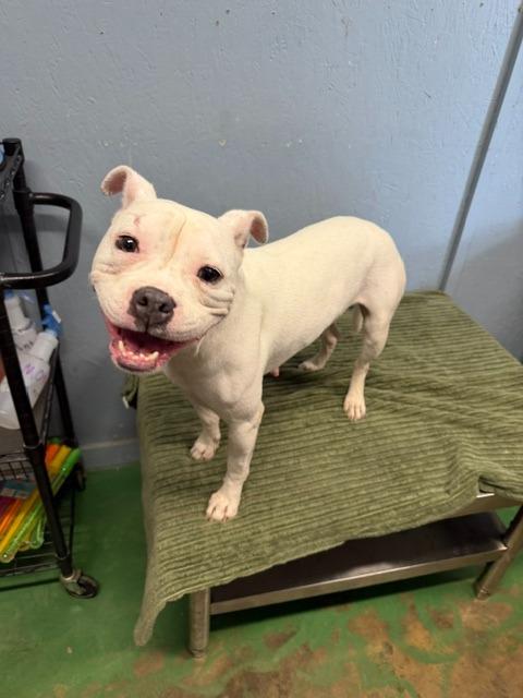 Enlarge Purity 26, a Adoptable mixed breed in Brookhaven, MS image 6/6
