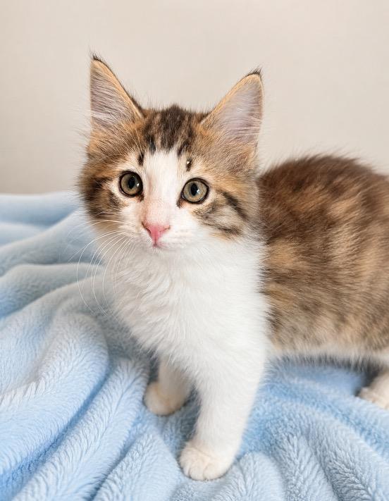 Enlarge Mango, an adopted mixed breed in Greensboro, NC image 1/1