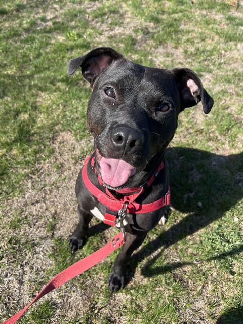 NED, Adoptable, Young Male Pit Bull Terrier & Mixed Breed.