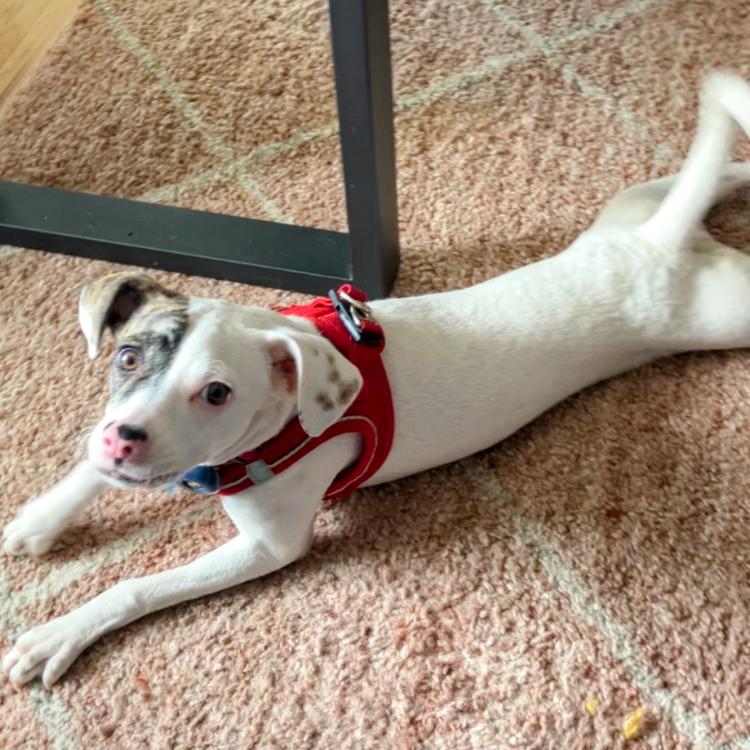 Enlarge Dottie, a Adopted Mixed Breed in Oakland, CA image 1/3