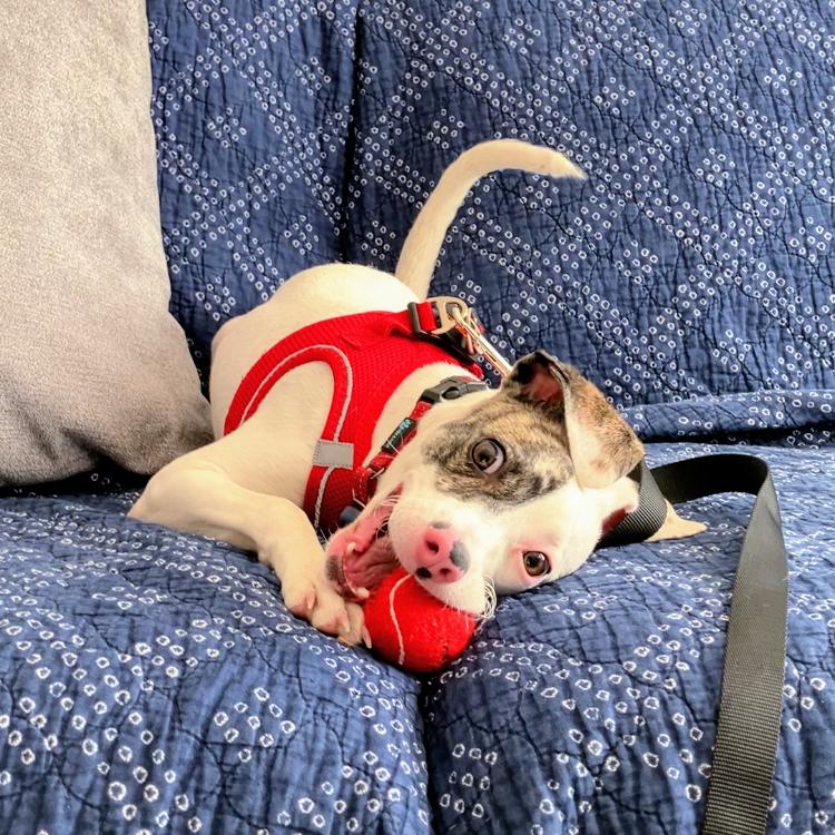 Enlarge Dottie, a Adopted Mixed Breed in Oakland, CA image 2/3