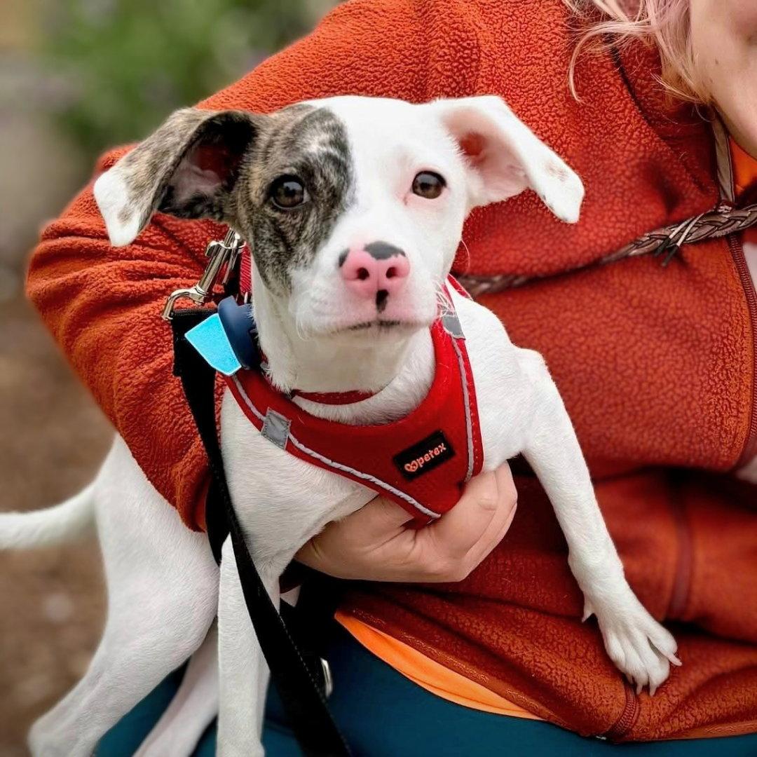 Enlarge Dottie, a Adopted Mixed Breed in Oakland, CA image 3/3