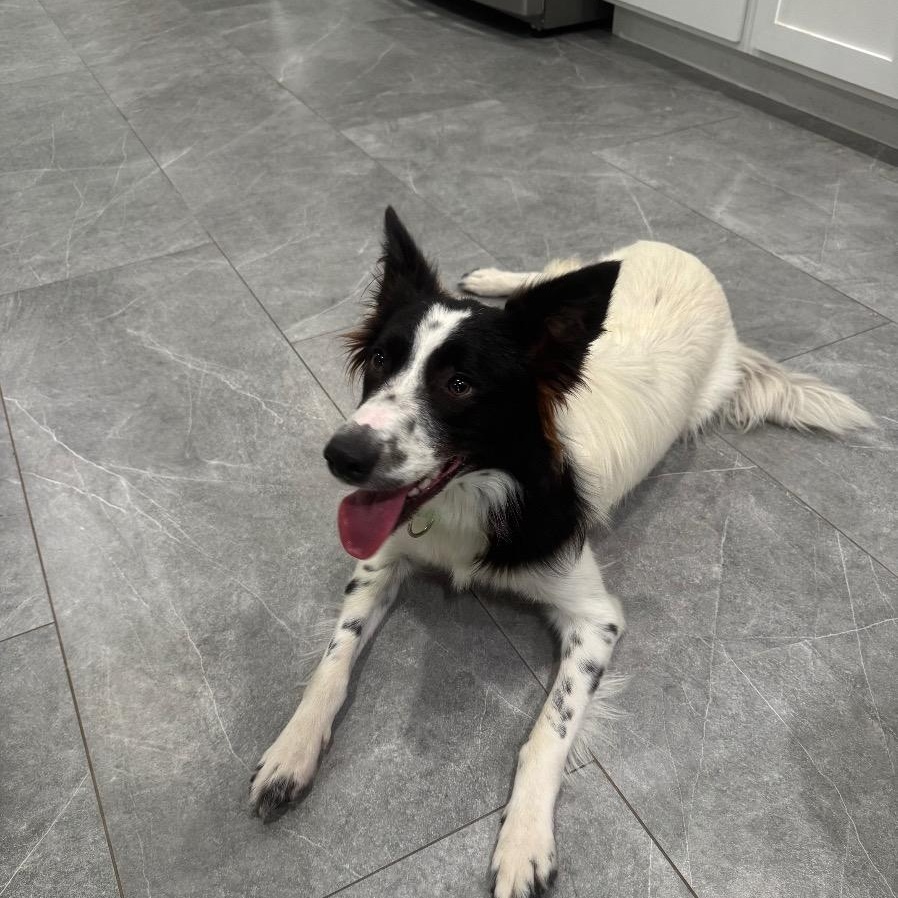 Enlarge Zuzu, a Adopted Border Collie in Dallas, TX image 4/6