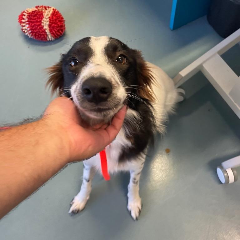 Enlarge Zuzu, a Adopted Border Collie in Dallas, TX image 5/6