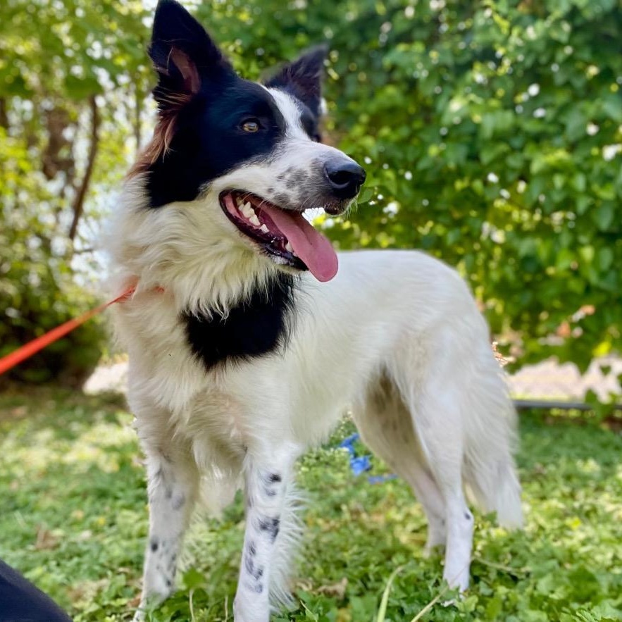 Zuzu, Adopted, Adult Female Border Collie.