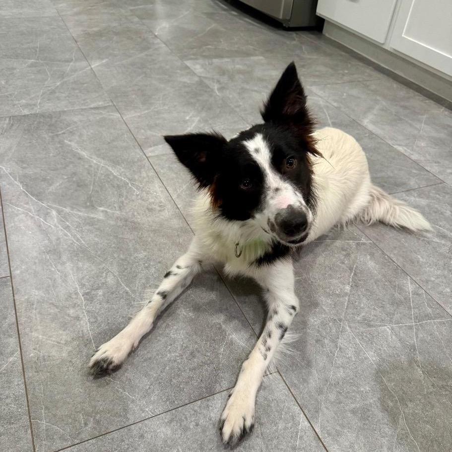 Enlarge Zuzu, a Adopted Border Collie in Dallas, TX image 6/6