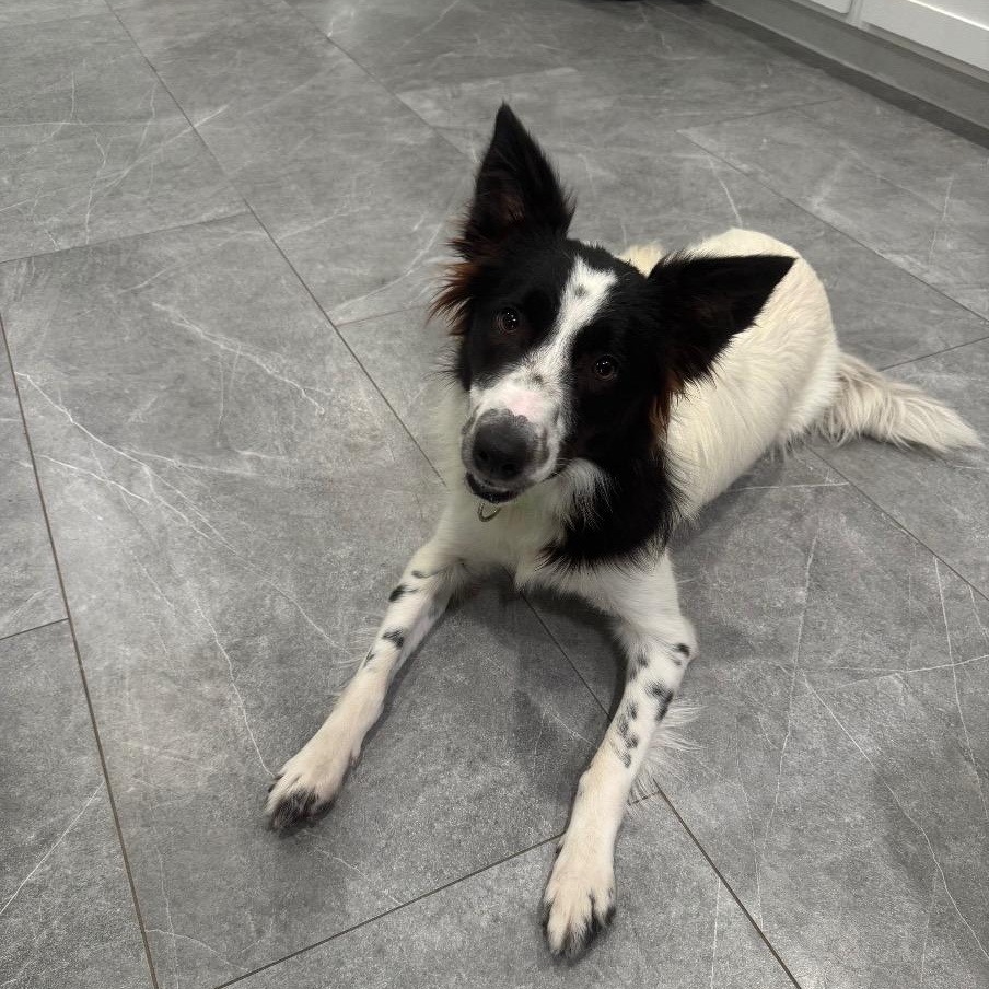 Enlarge Zuzu, a Adopted Border Collie in Dallas, TX image 3/6