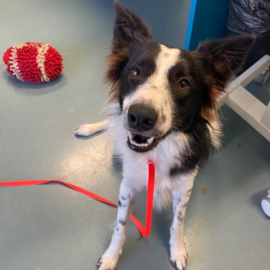 Enlarge Zuzu, a Adopted Border Collie in Dallas, TX image 2/6