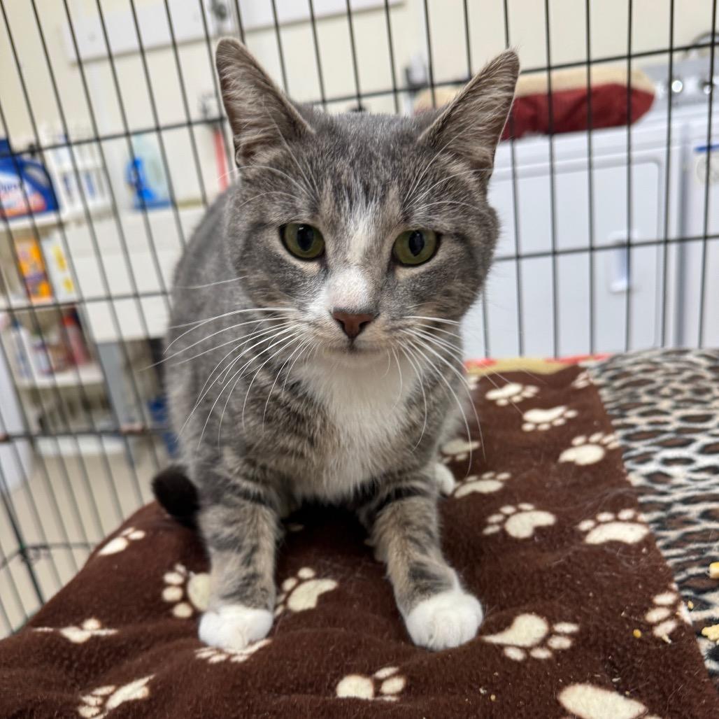 Enlarge Stella, a Adoptable Domestic Short Hair in Redwood Falls, MN image 1/2