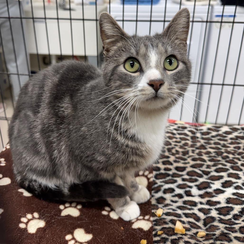 Enlarge Stella, a Adoptable Domestic Short Hair in Redwood Falls, MN image 2/2