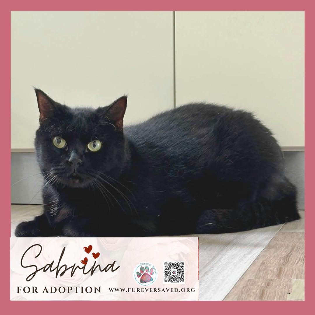 Enlarge Sabrina, a ADOPTABLE Domestic Short Hair in Miami, FL image 2/5