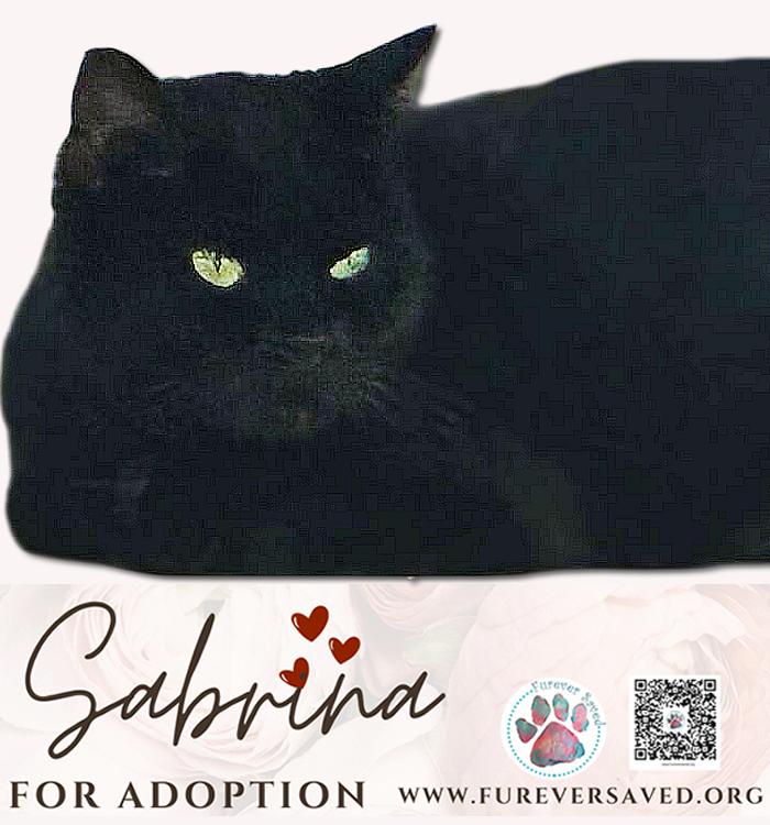 Enlarge Sabrina, a ADOPTABLE Domestic Short Hair in Miami, FL image 5/5