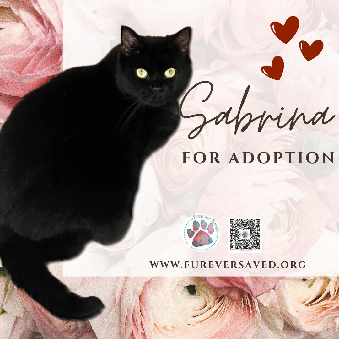 Enlarge Sabrina, a ADOPTABLE Domestic Short Hair in Miami, FL image 4/5