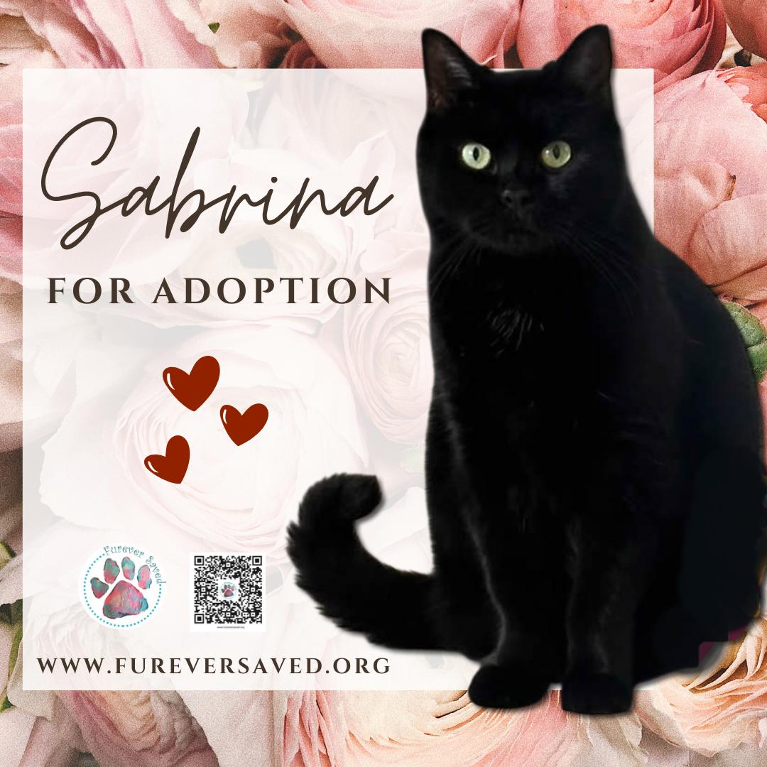 Sabrina, ADOPTABLE, Adult Female Domestic Short Hair.