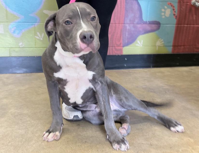 Andy, ADOPTABLE, Young Male Pit Bull Terrier.