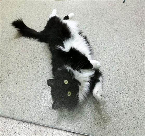 QUINN, Adoptable, Young Female Domestic Long Hair.