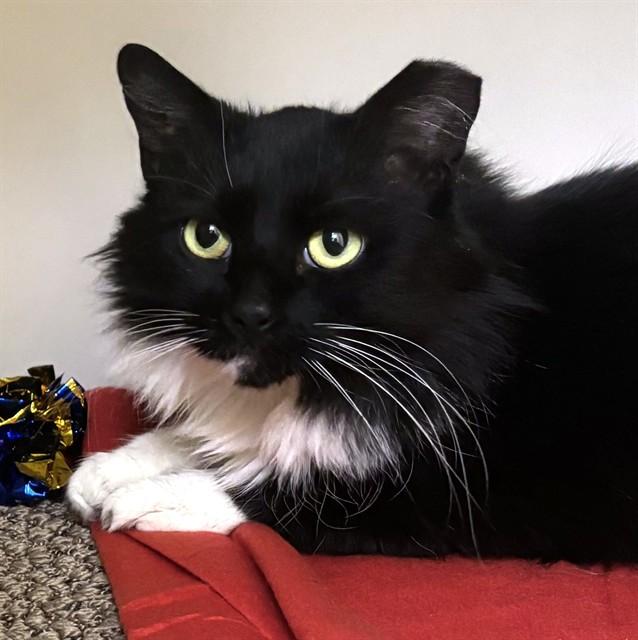 QUINN, Adoptable, Young Female Domestic Long Hair.