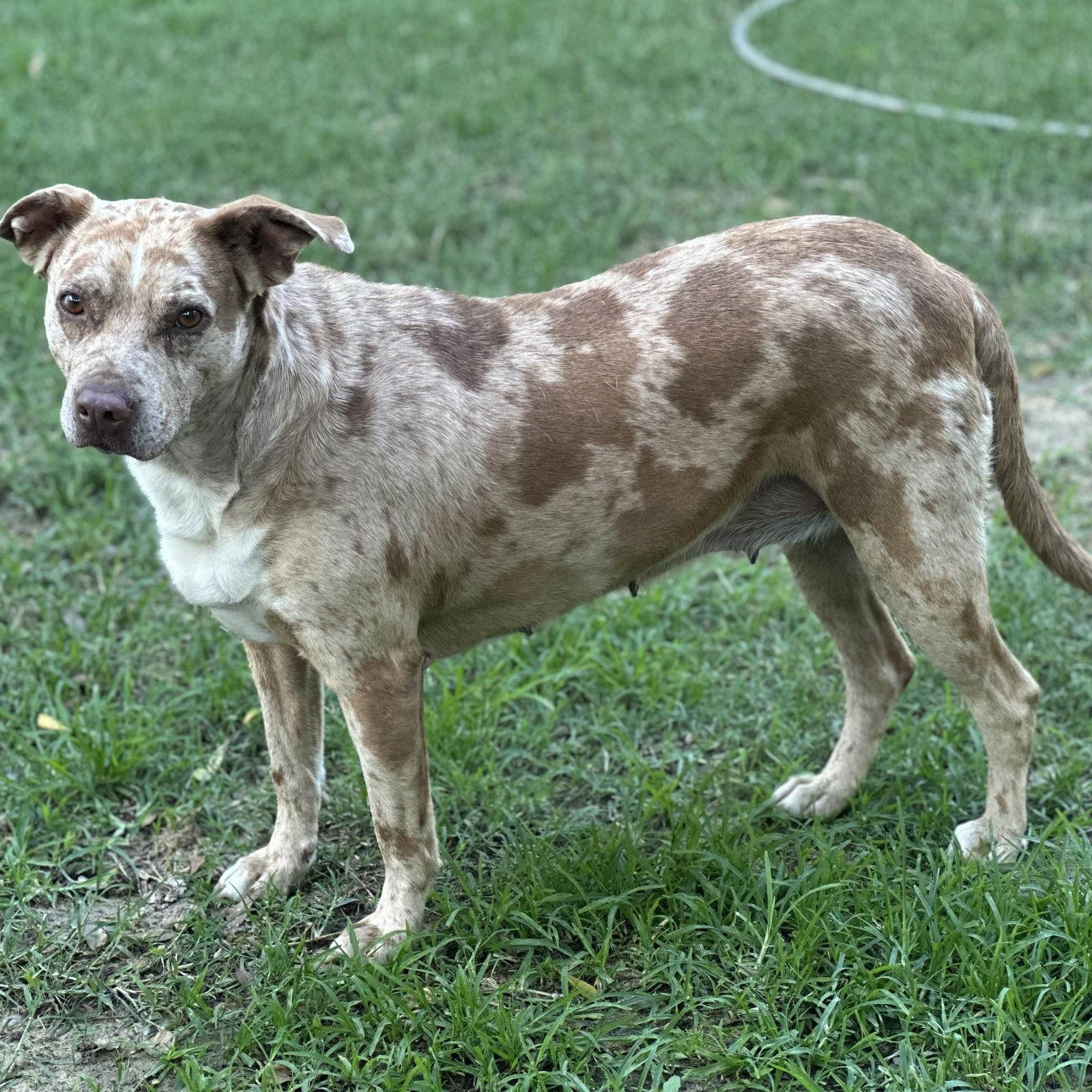 Enlarge BERNADETTE, a Adoptable Catahoula Leopard Dog in Locust Fork, AL image 1/3