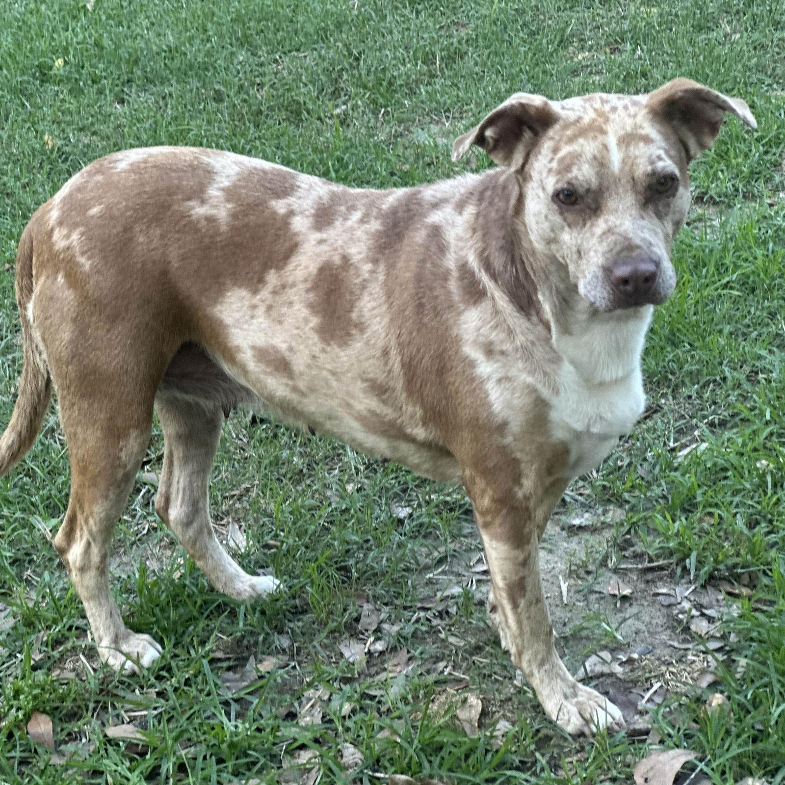 Enlarge BERNADETTE, a Adoptable Catahoula Leopard Dog in Locust Fork, AL image 3/3