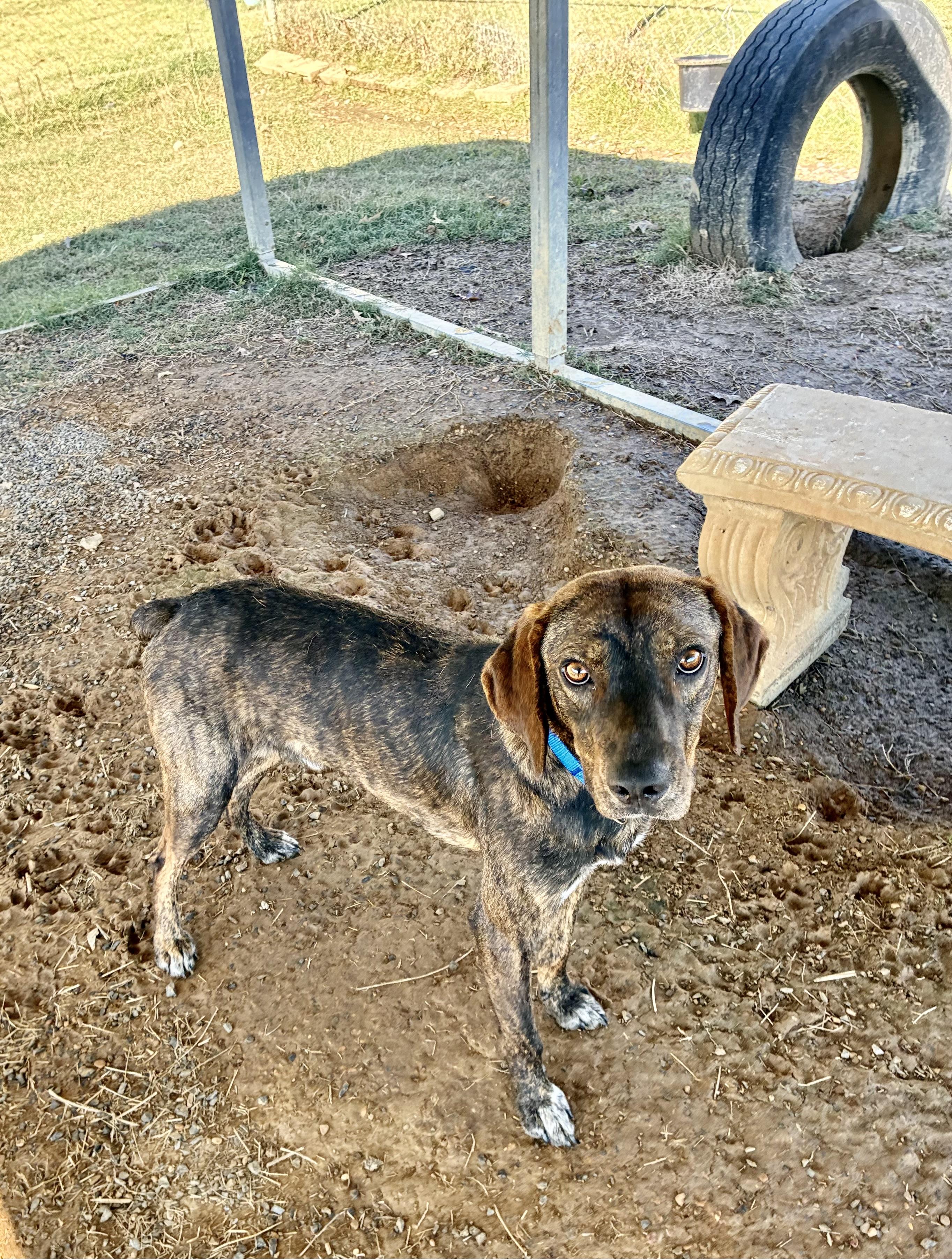 Dutch, a Adoptable Plott Hound in Senatobia, MS image 3/6
