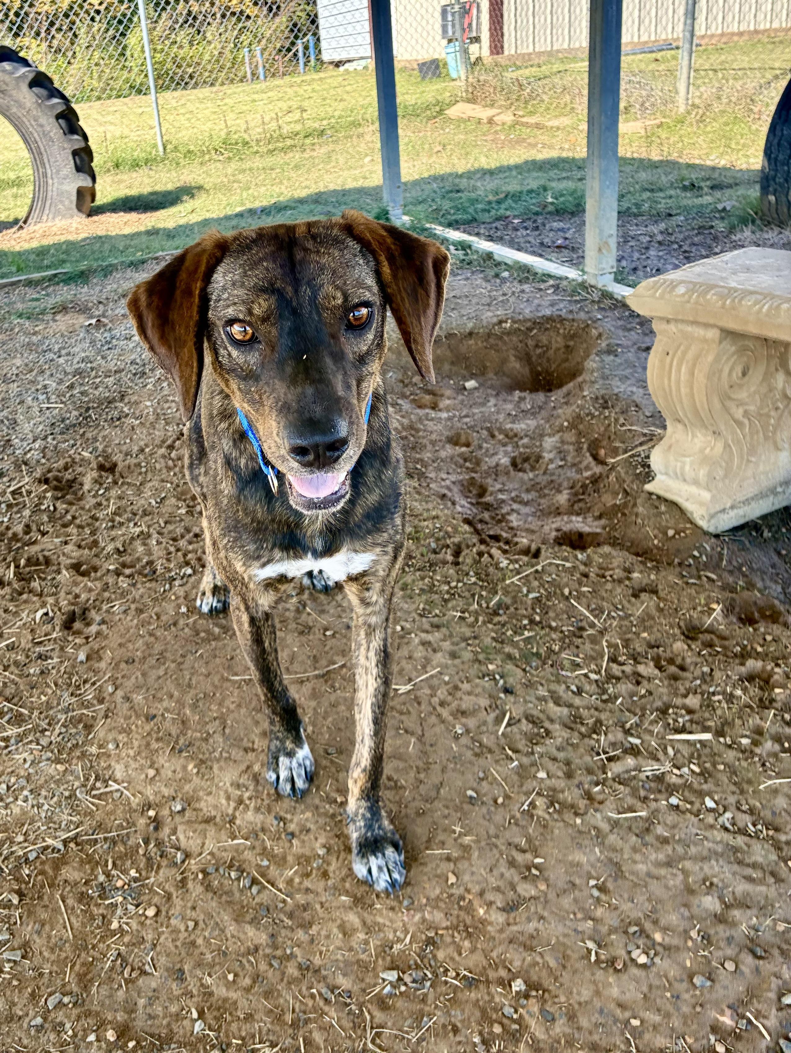 Dutch, a Adoptable Plott Hound in Senatobia, MS image 1/6