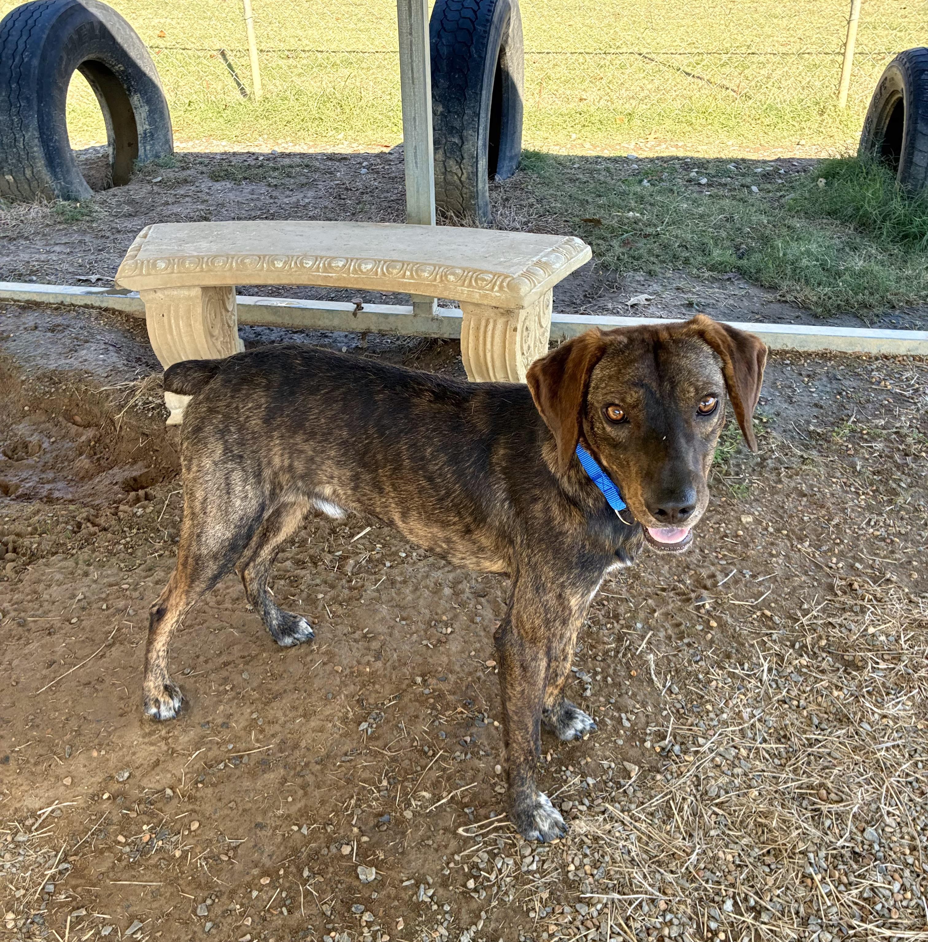 Dutch, a Adoptable Plott Hound in Senatobia, MS image 4/6
