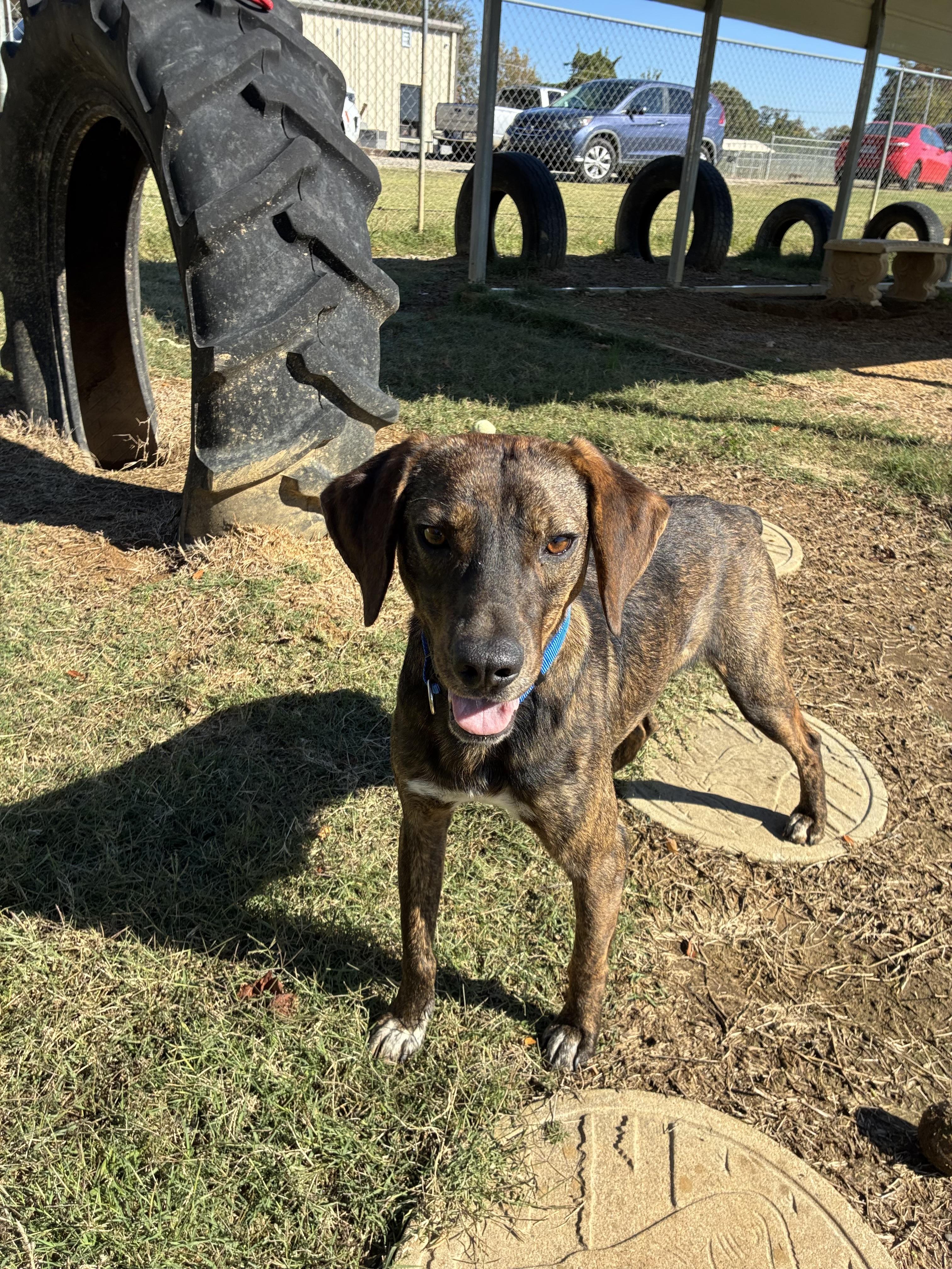 Dutch, a Adoptable Plott Hound in Senatobia, MS image 2/6
