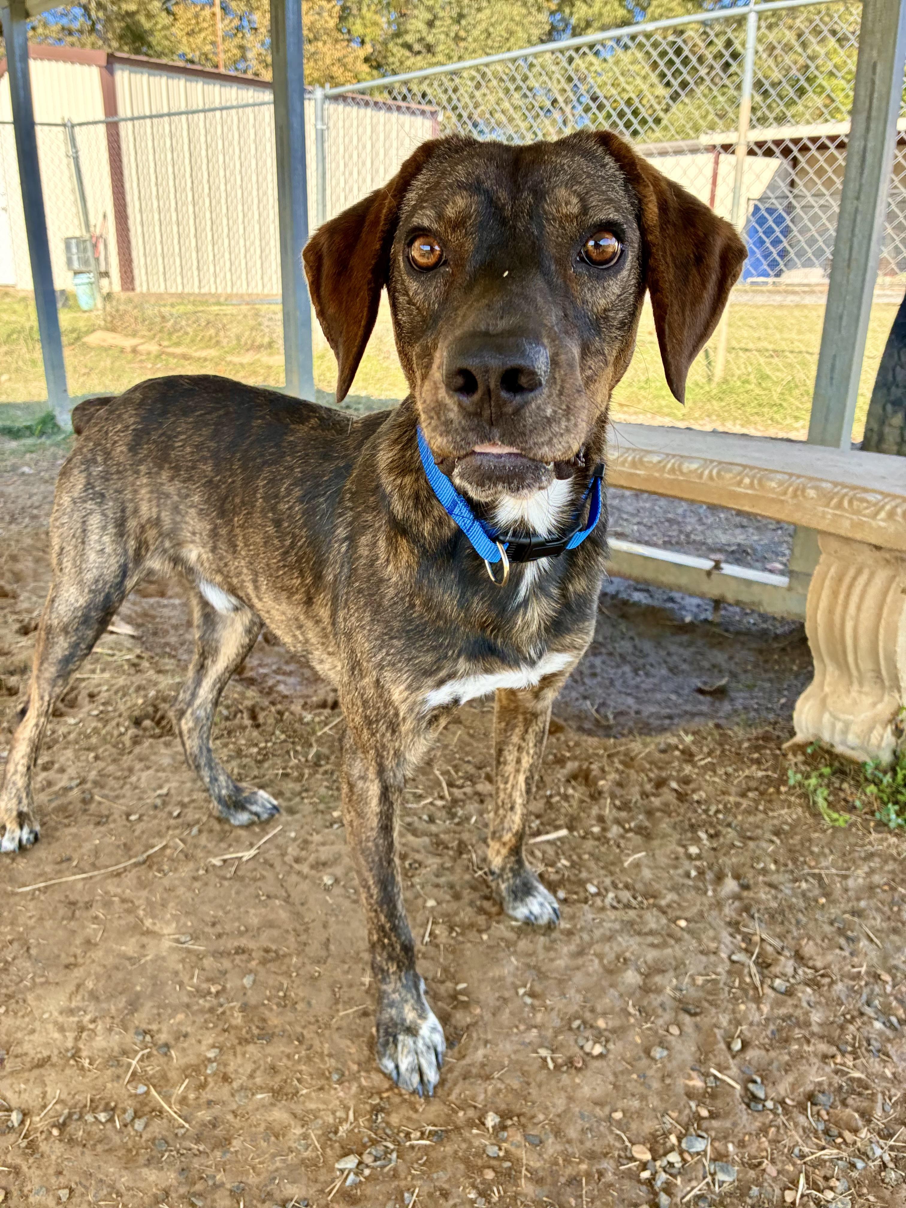 Dutch, a Adoptable Plott Hound in Senatobia, MS image 6/6
