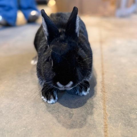 Blair M12514, Adoptable, Adult Female Polish.
