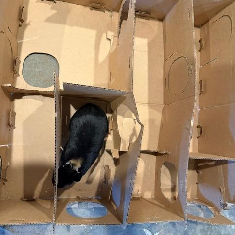 Enlarge Blair M12514, a Adoptable Polish in Princeton, MN image 2/6