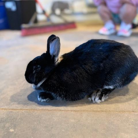 Enlarge Blair M12514, a Adoptable Polish in Princeton, MN image 3/6