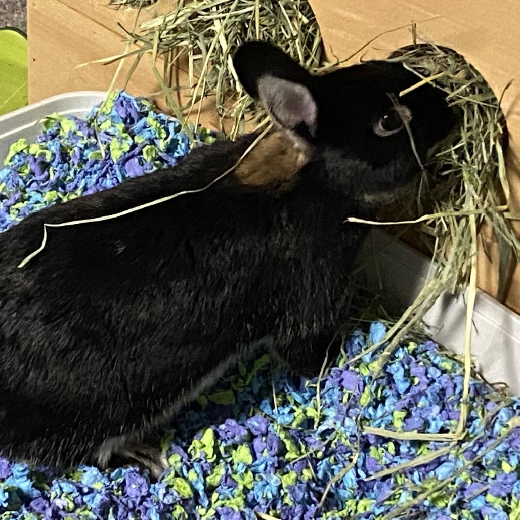 Enlarge Blair M12514, a Adoptable Polish in Princeton, MN image 4/6