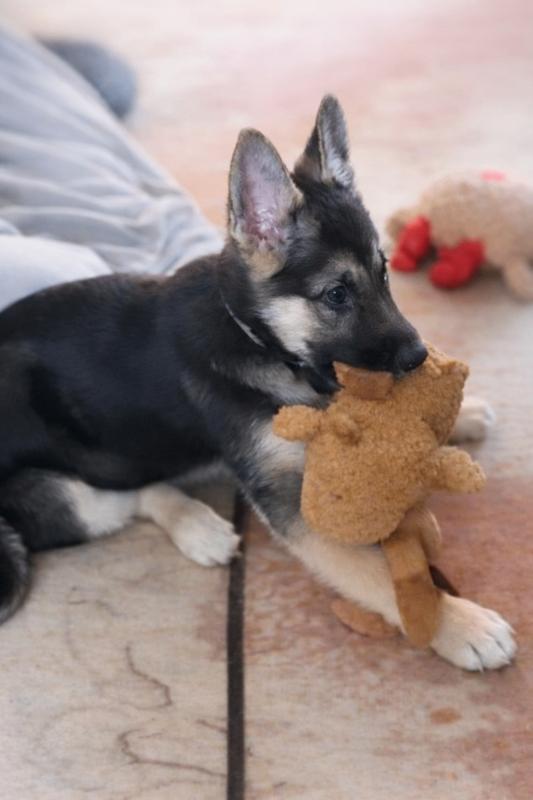 Rose, Adoptable, Young Female German Shepherd Dog.
