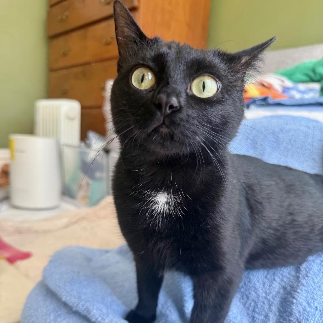 Enlarge Noir, a Adoptable Domestic Short Hair in St. Louis, MO image 1/6