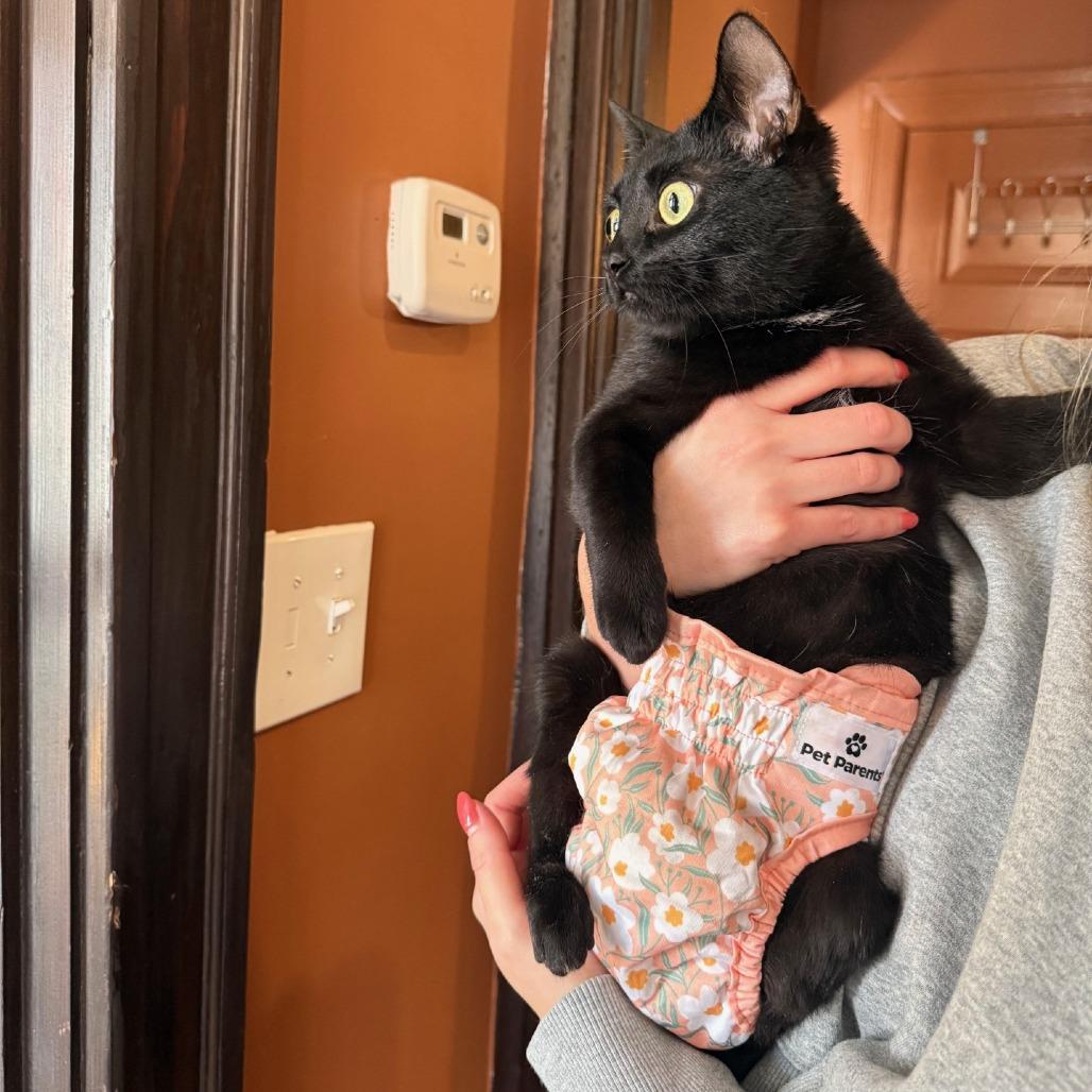 Enlarge Noir, a Adoptable Domestic Short Hair in St. Louis, MO image 2/6