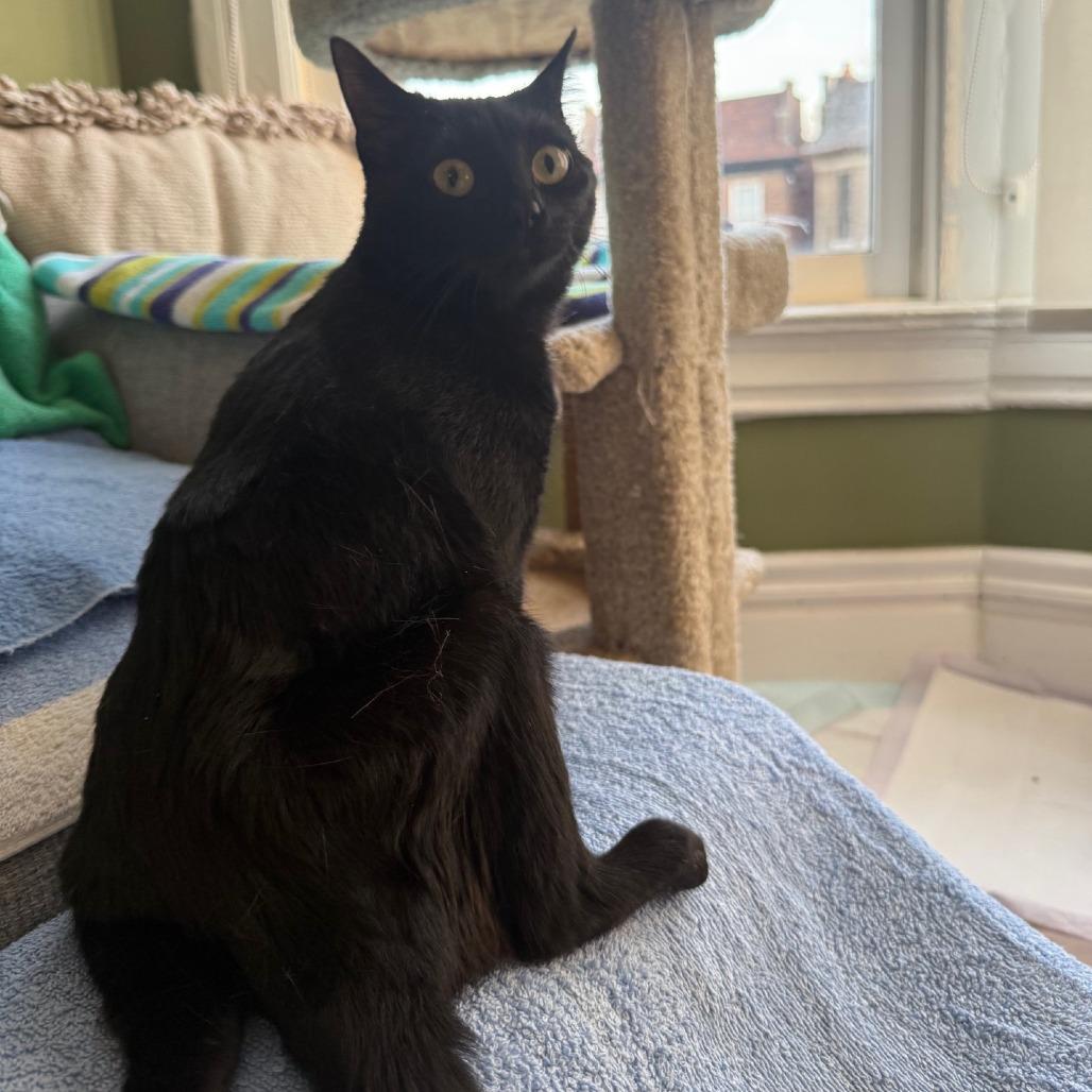 Enlarge Noir, a Adoptable Domestic Short Hair in St. Louis, MO image 4/6