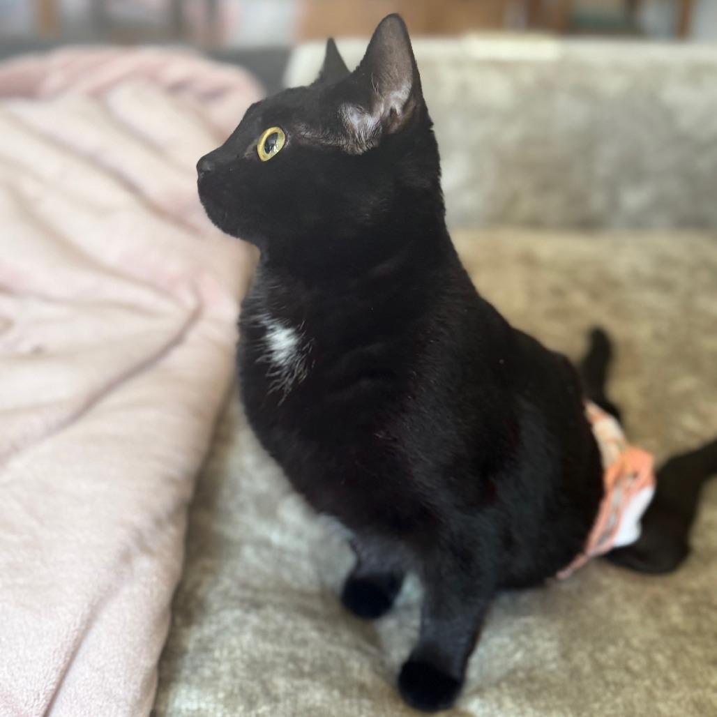 Enlarge Noir, a Adoptable Domestic Short Hair in St. Louis, MO image 5/6
