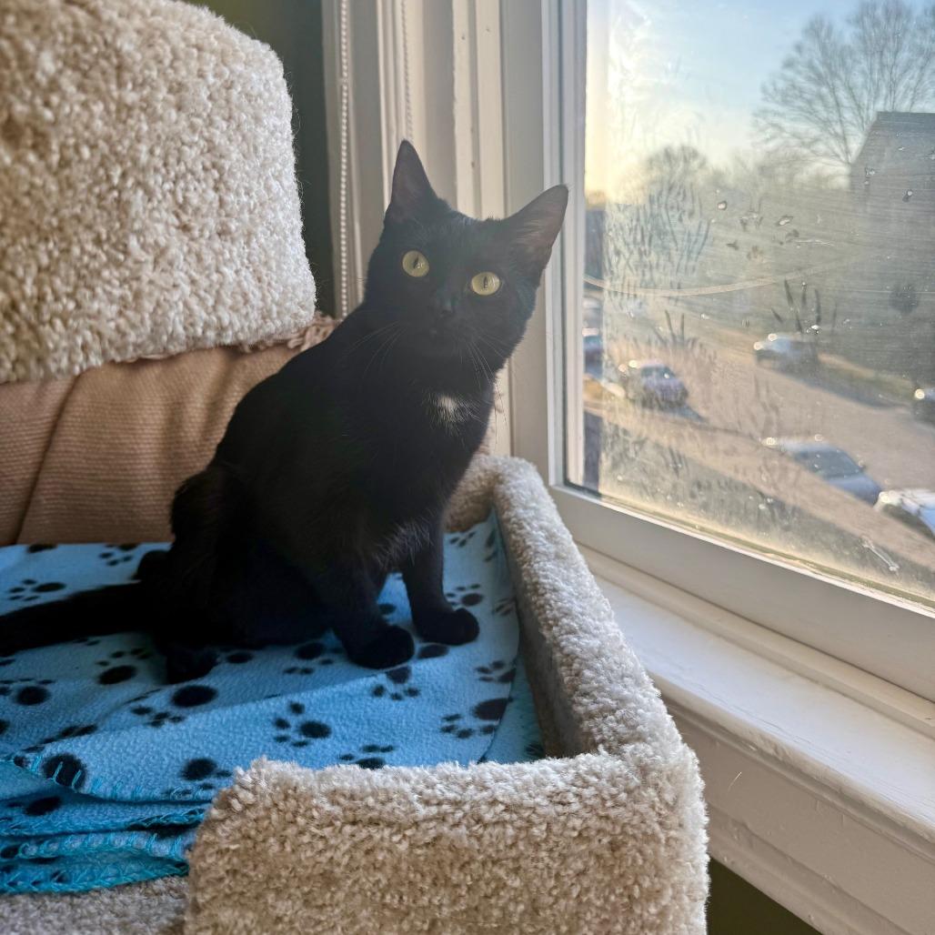 Enlarge Noir, a Adoptable Domestic Short Hair in St. Louis, MO image 6/6