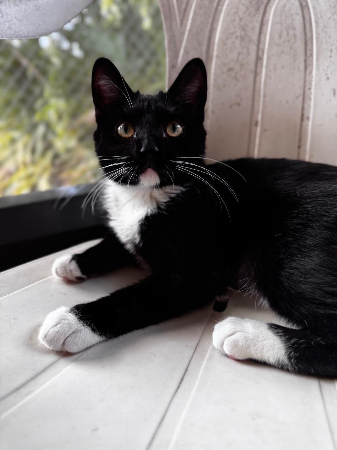 Erin, an adopted Domestic Short Hair in Ruskin, FL image 1/2