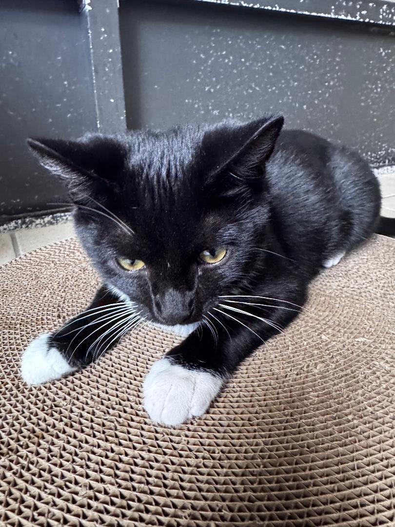 Erin, an adopted Domestic Short Hair in Ruskin, FL image 2/2