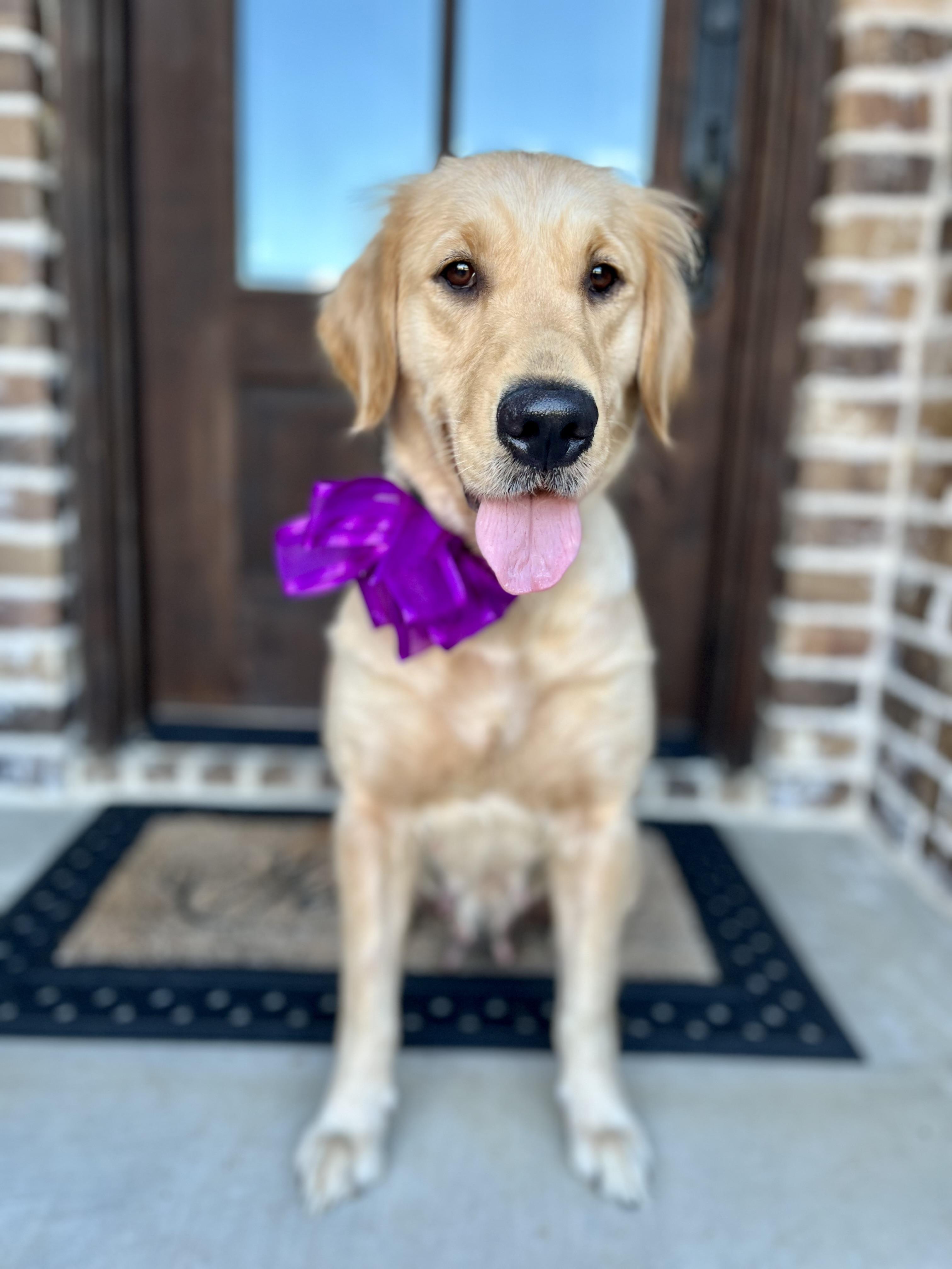 Keeley, Adoptable, Adult Female Golden Retriever.