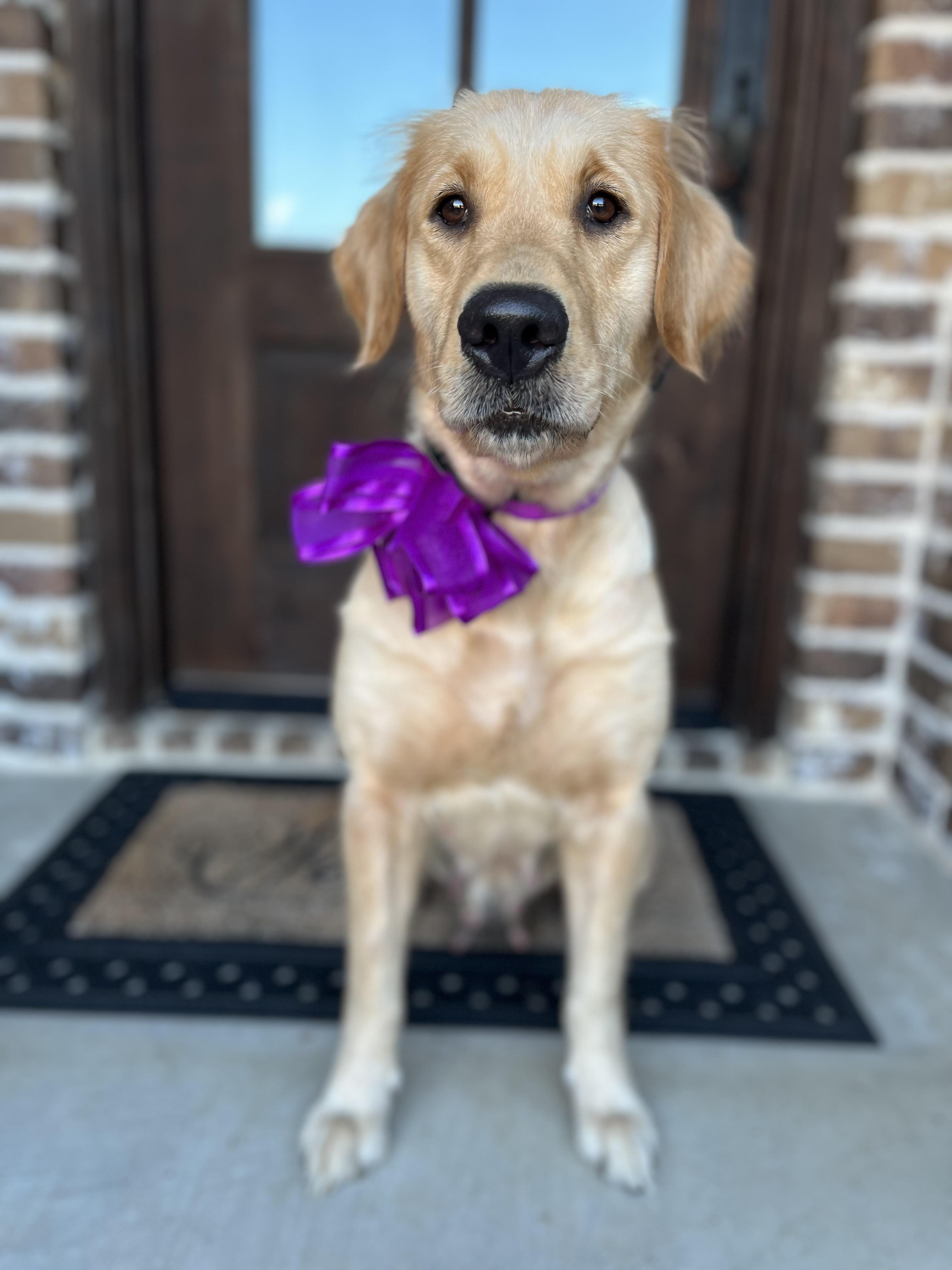 Enlarge Keeley, a Adoptable mixed breed in Mendham, NJ image 3/6