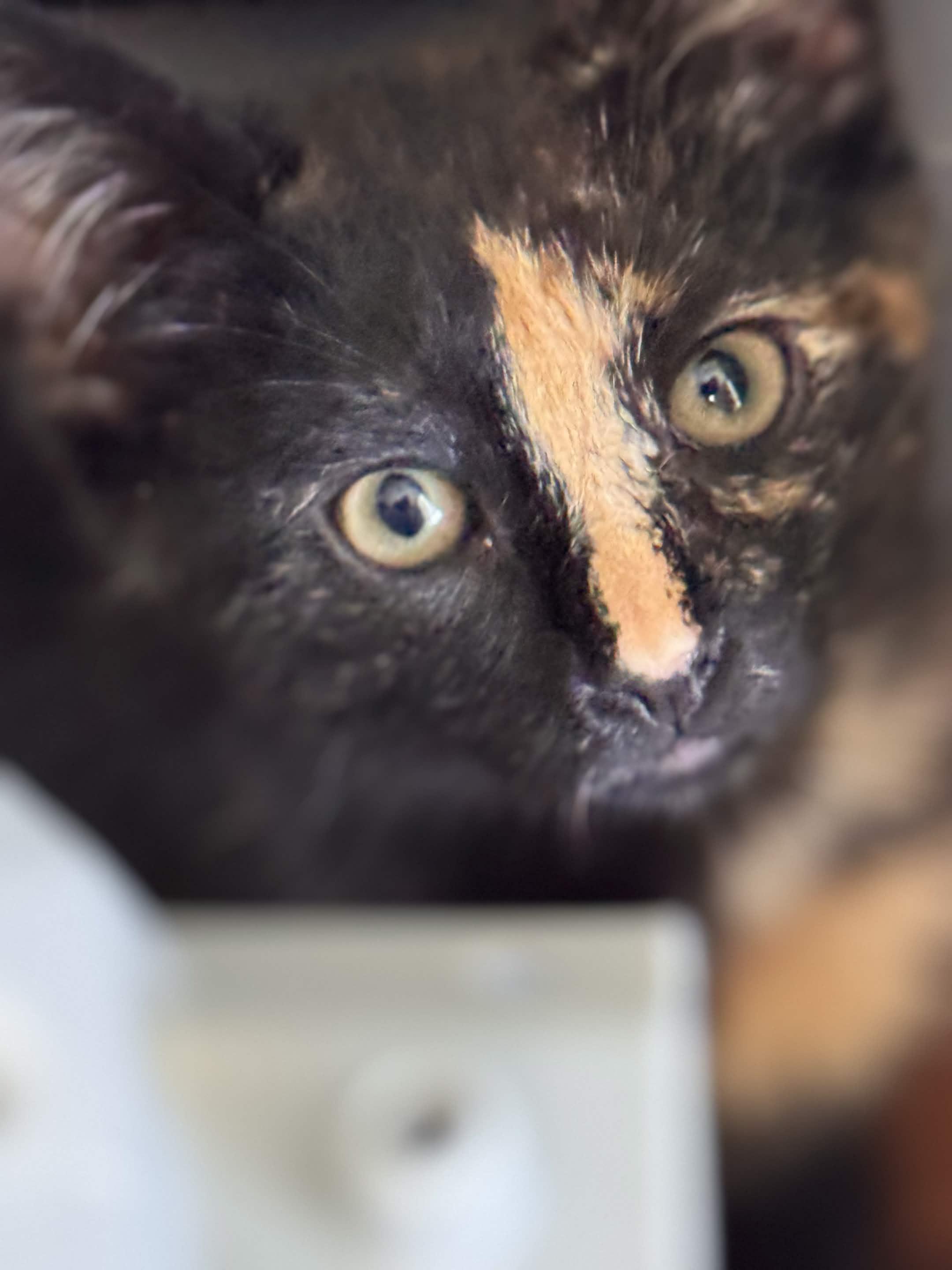 Dorothy, a ADOPTABLE Domestic Short Hair in Weehawken, NJ image 2/4