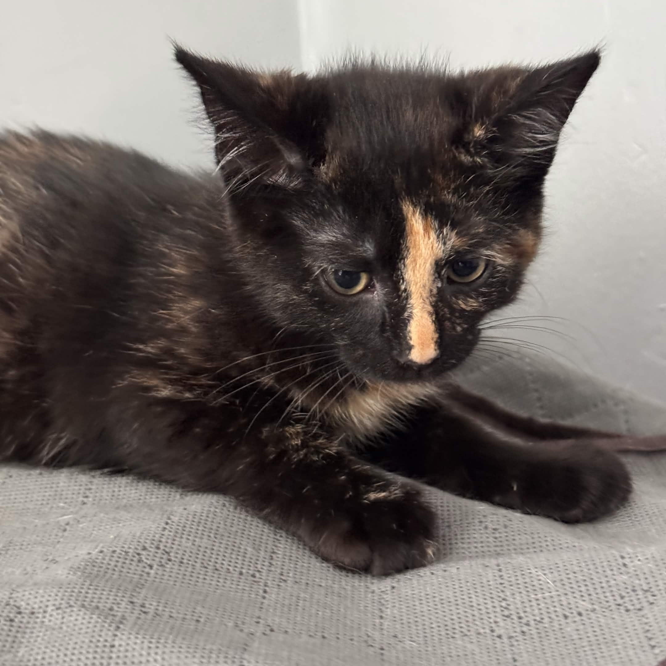 Dorothy, ADOPTABLE, Kitten Female Domestic Short Hair.