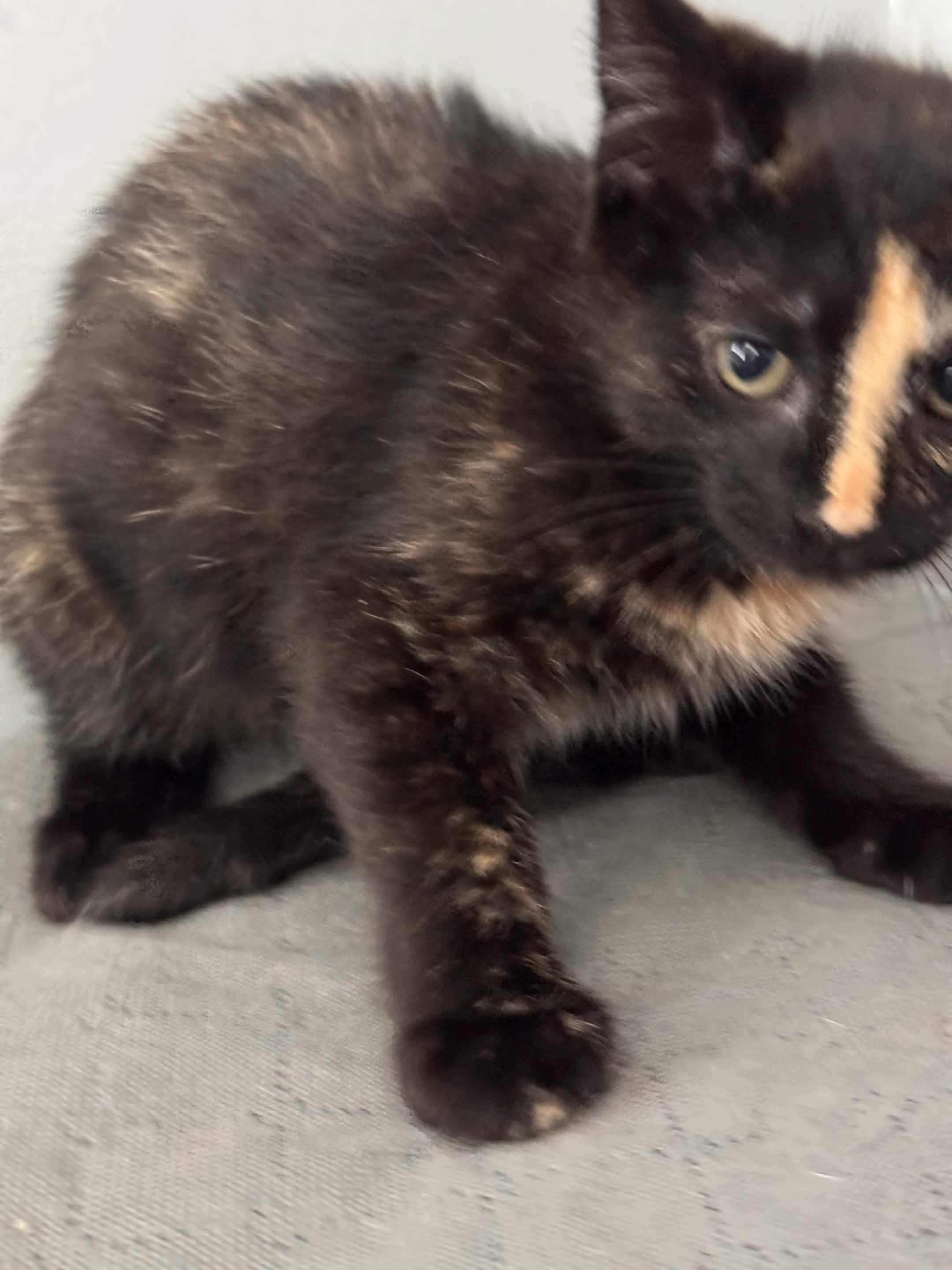 Dorothy, a ADOPTABLE Domestic Short Hair in Weehawken, NJ image 3/4