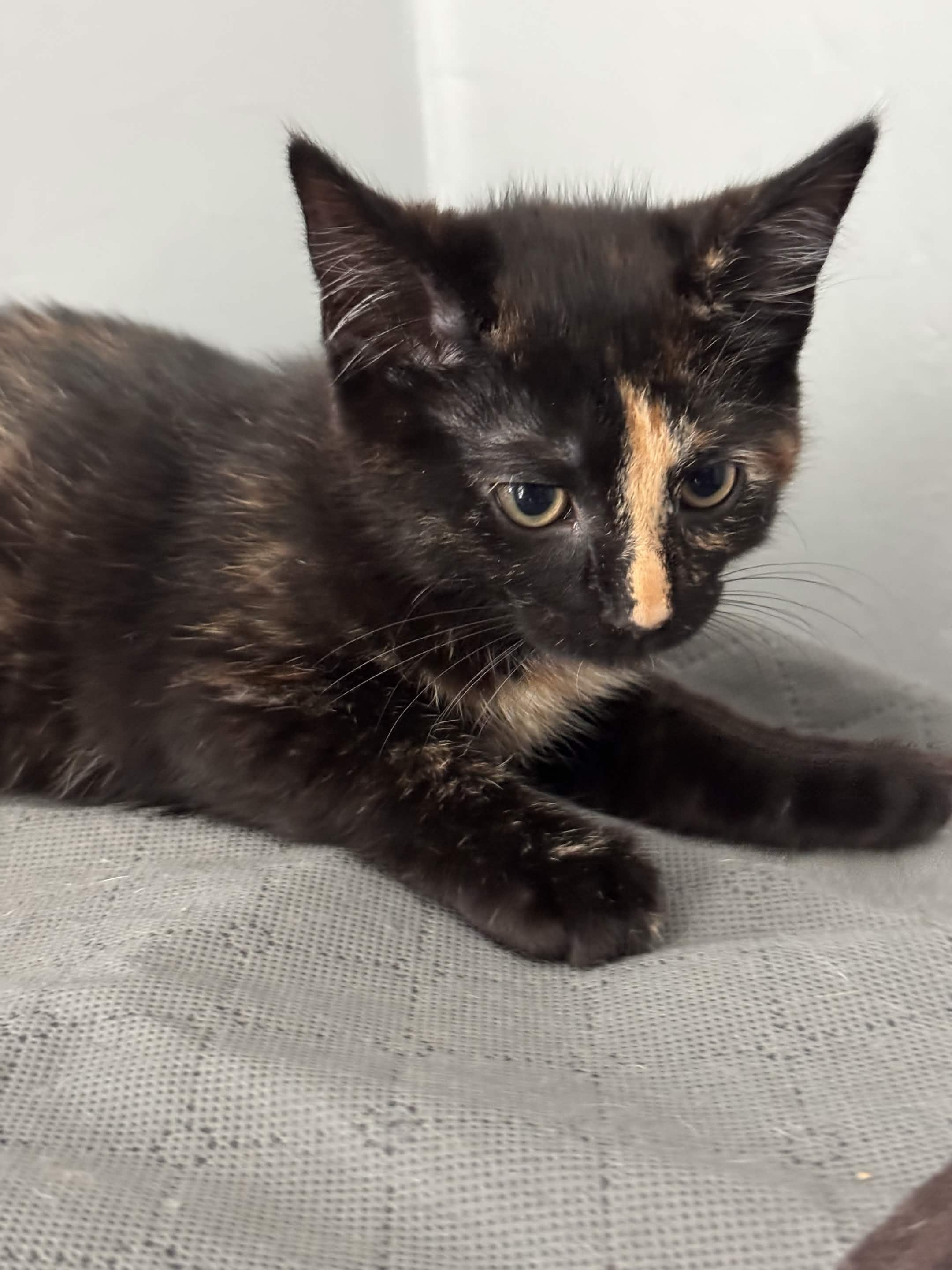 Dorothy, a ADOPTABLE Domestic Short Hair in Weehawken, NJ image 4/4