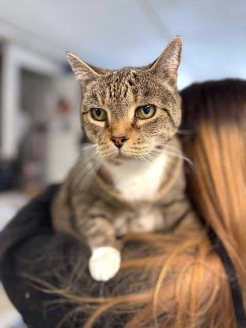 Quarter Pounder, Adult Female Domestic Short Hair