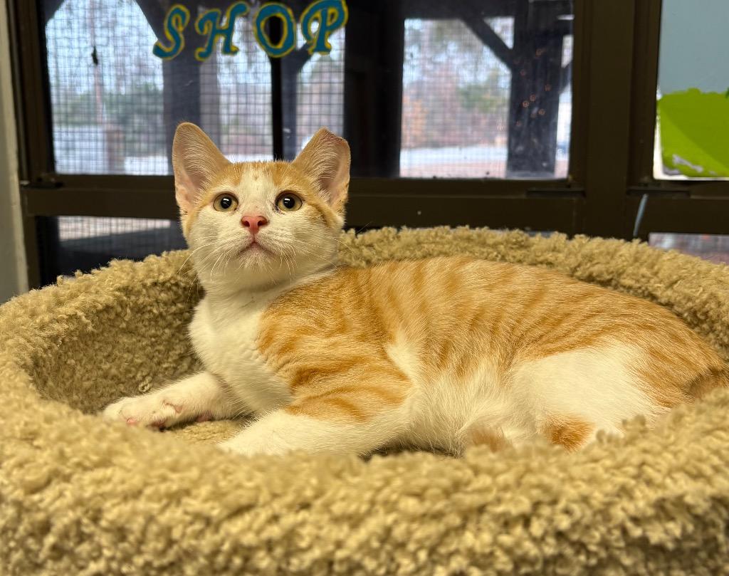 Enlarge Oscar, a Adoptable mixed breed in Springfield, GA image 1/1